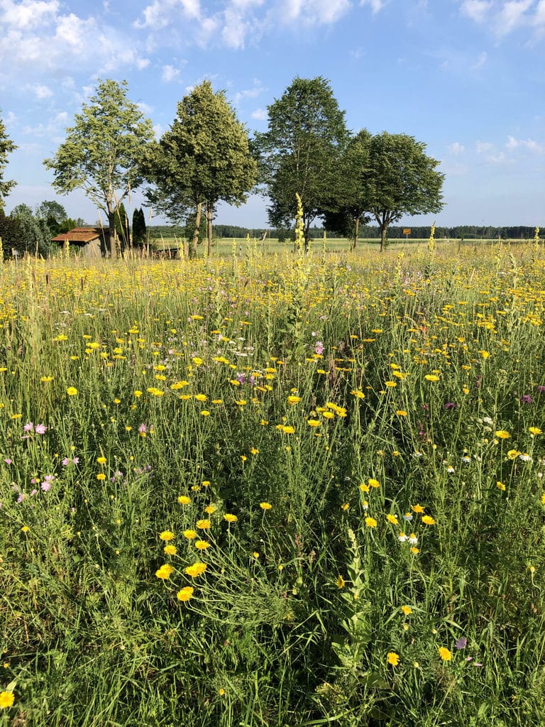 Bienenweide in Ellighofen