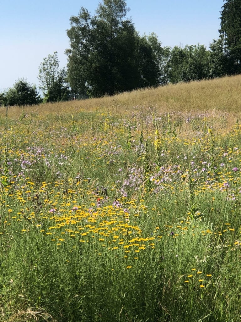 Blütenwiese Ellighofen