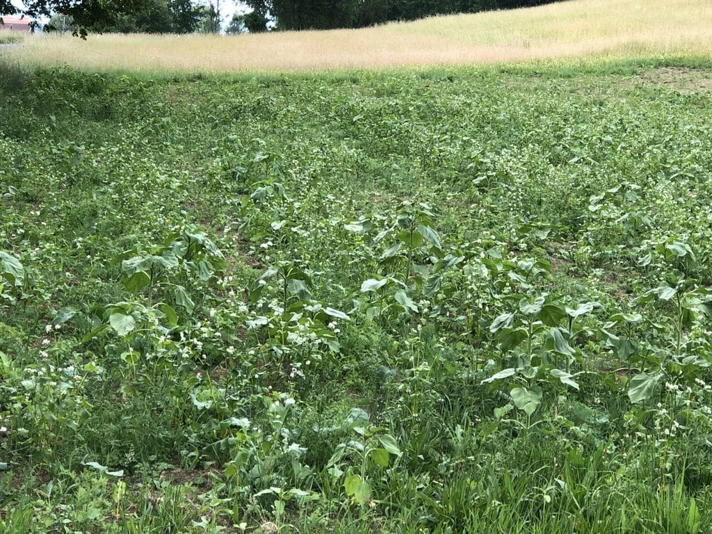 Schritt3 Aufgehen der Aussaat