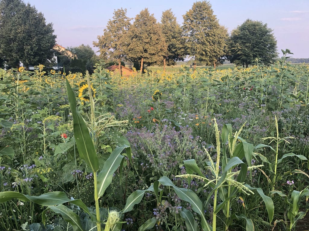 Schritt 4 - Fertige Blütenwiese in Ellighofen