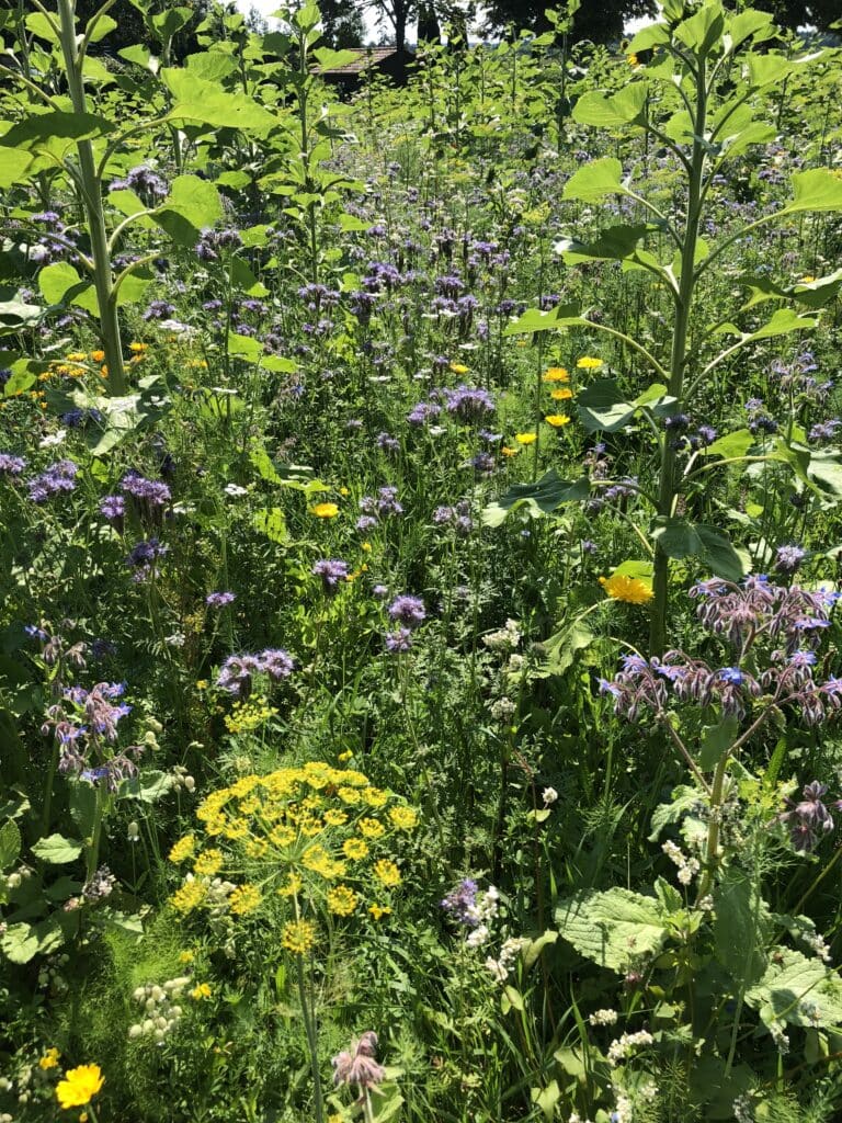 Veitshöchheimer Bienenweide in Ellighofen