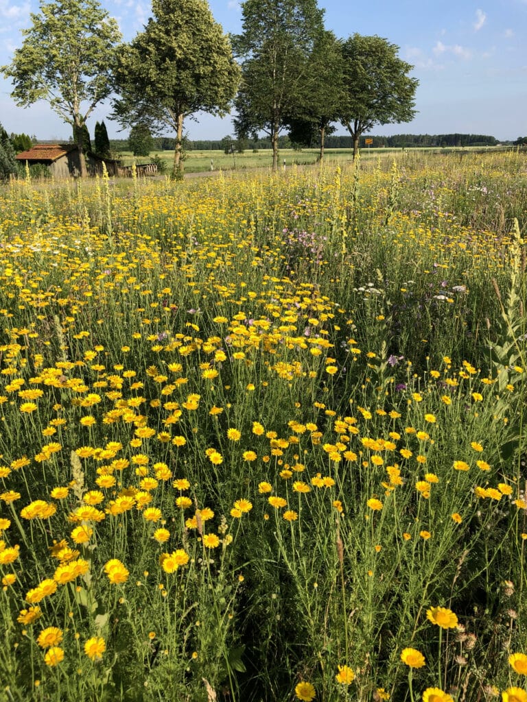 Veitshöchheimer Bienenweide in Ellighofen