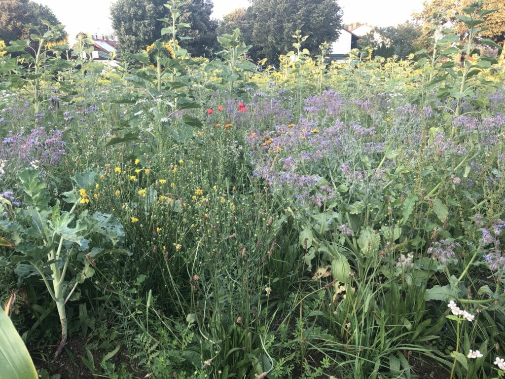 Veitshöchheimer Bienenweide in Ellighofen