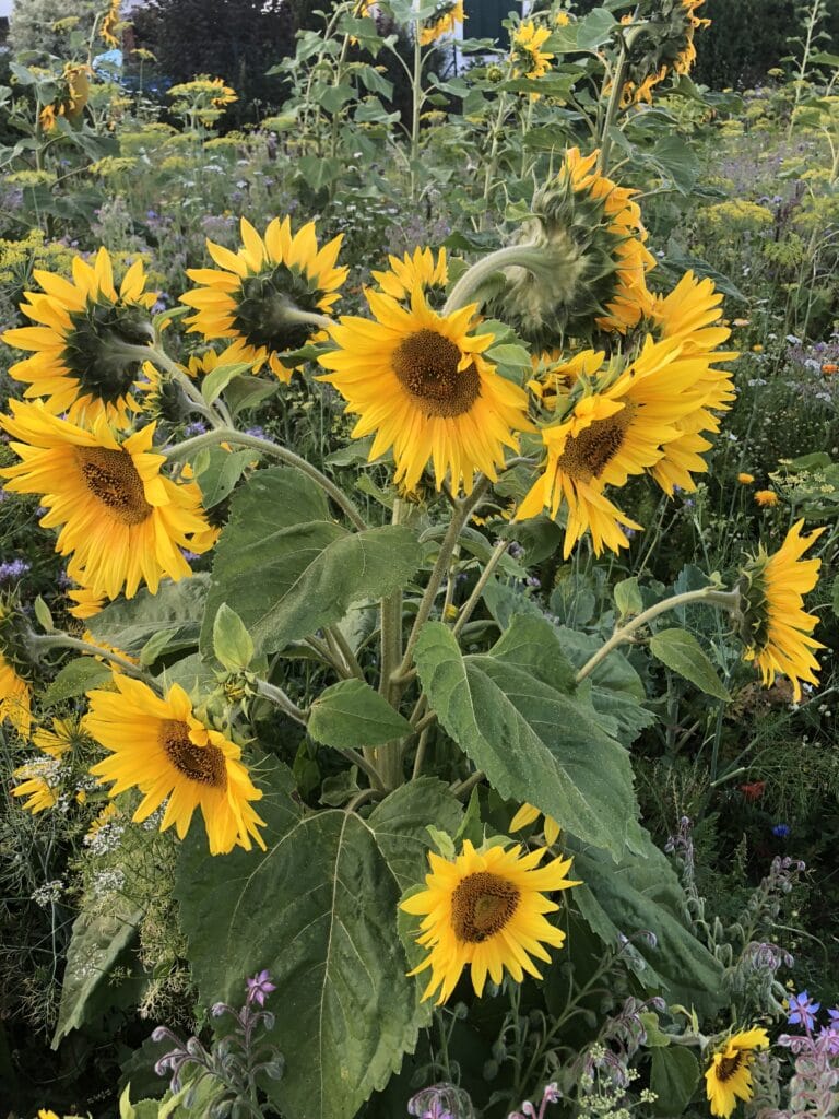 Veitshöchheimer Bienenweide in Ellighofen